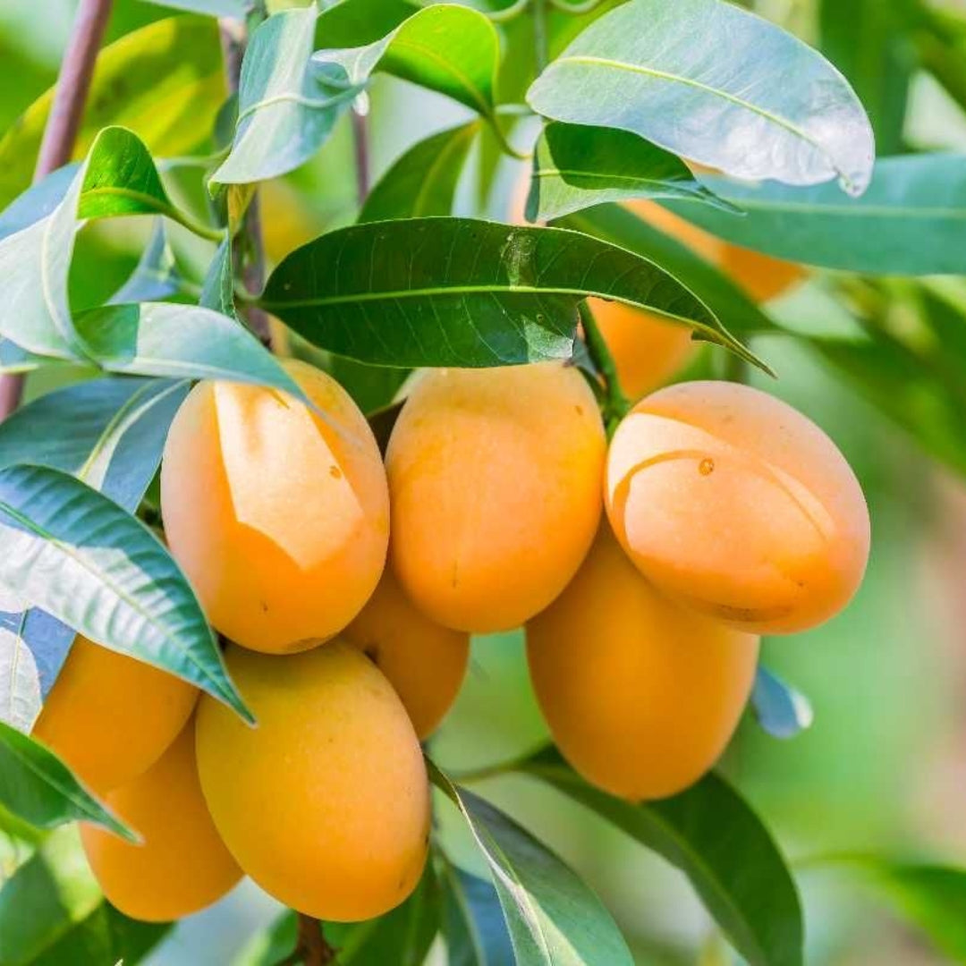 Mango Amrapali Grafted Plants"Mangifera indica"