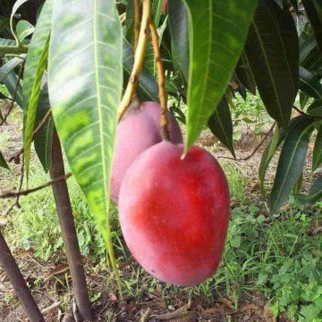 Mango Ambika  Grafted Plants"Mangifera indica"