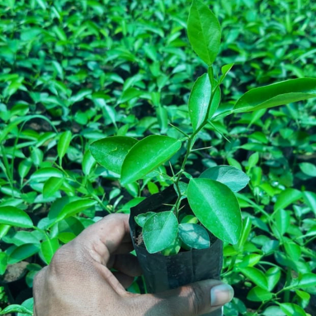 Kagzi Lime-Sai Sharbati Tissue Culture Plants (Citrus x Limon)