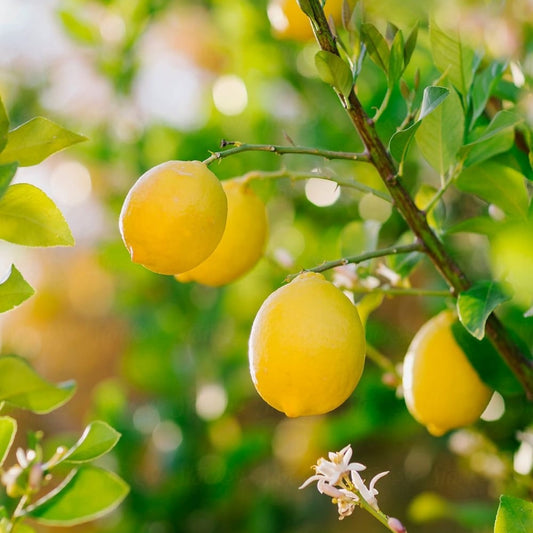 Balaji Lime-Tissue Culture Plants
