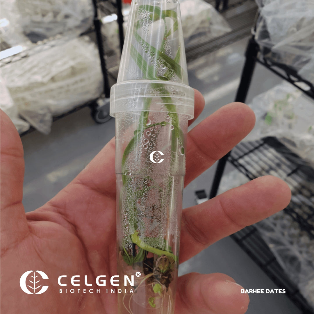Barhee Dates Tissue Culture Sapling " Phoenix Dactylifera"