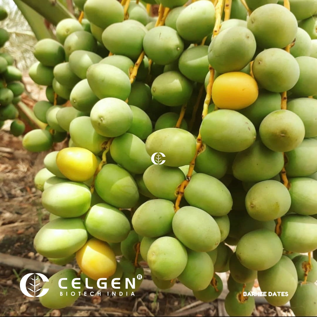 Barhee Dates Tissue Culture Sapling " Phoenix Dactylifera"