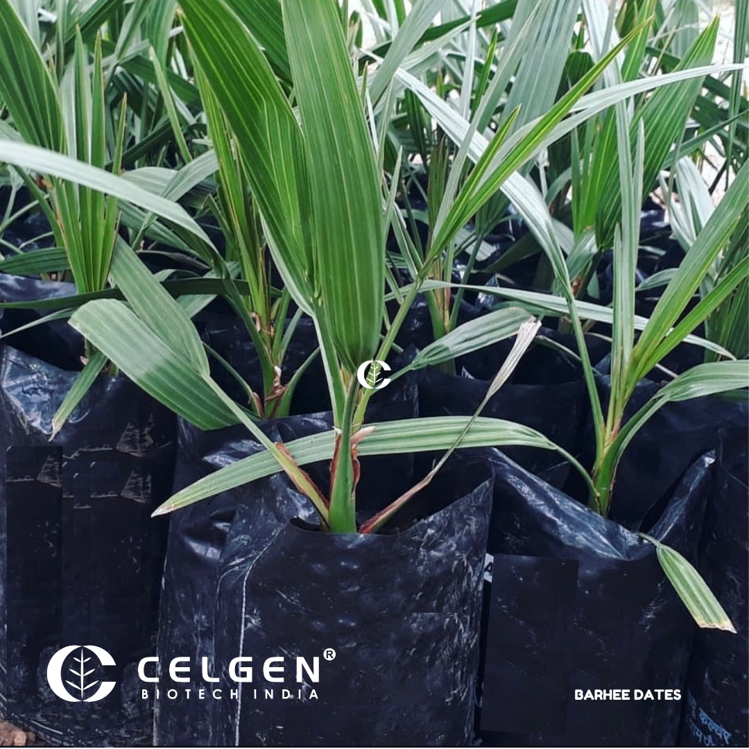 Barhee Dates Tissue Culture Sapling " Phoenix Dactylifera"