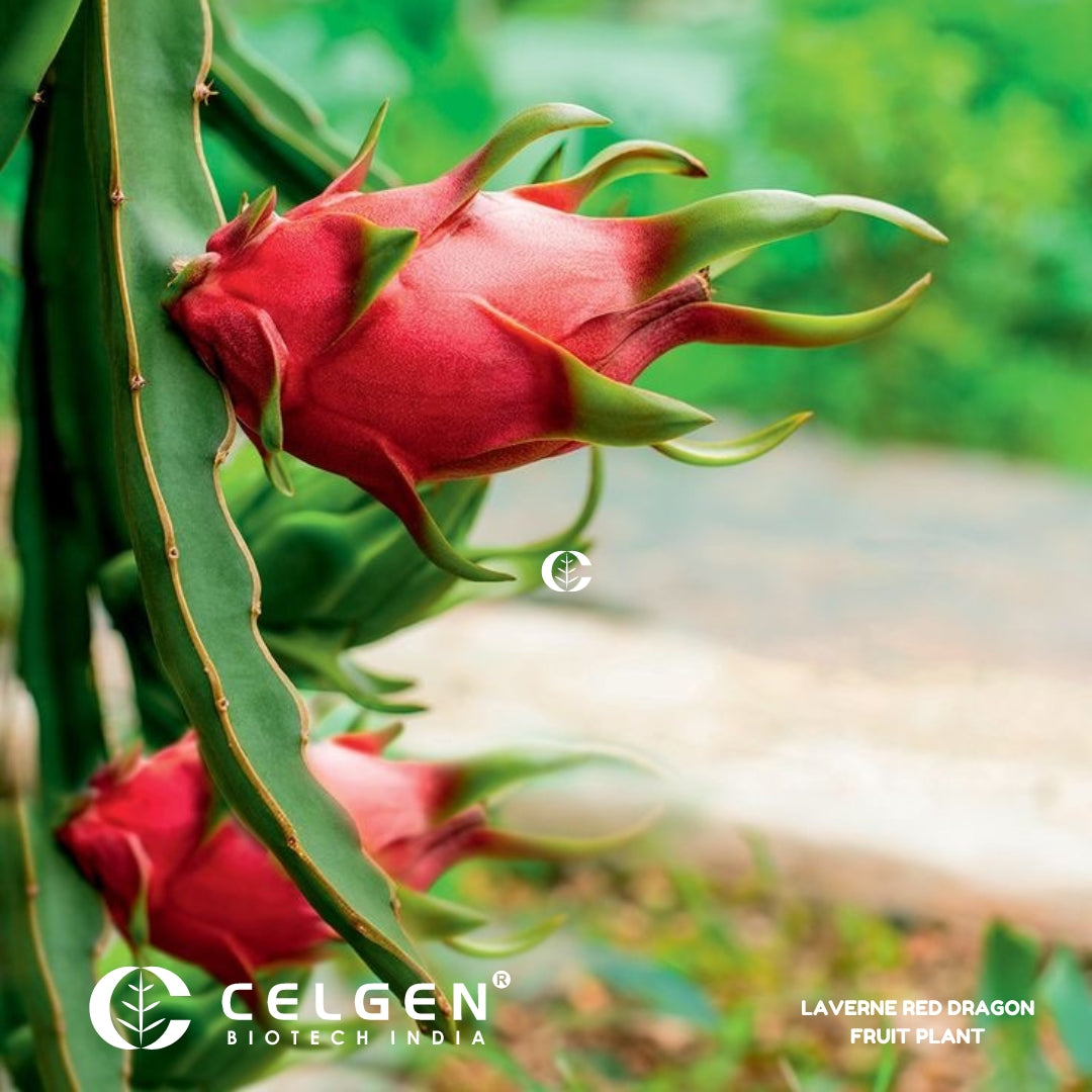 Dragon Fruit - Red Laverne (Flesh Magenta) Tissue Culture Sapling"Hylocereus monacanthus"