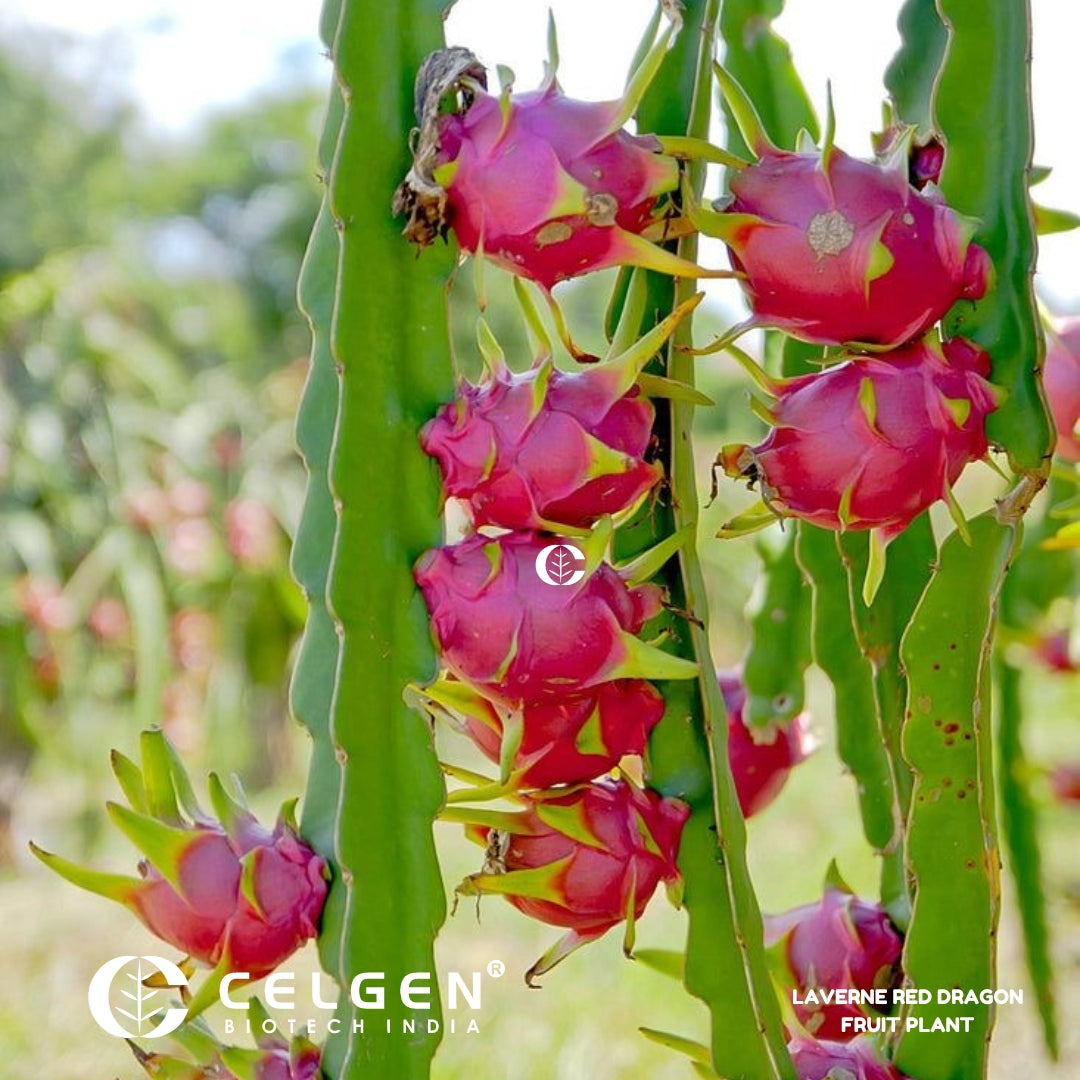 Dragon Fruit - Red Laverne (Flesh Magenta) Tissue Culture Sapling"Hylocereus monacanthus"