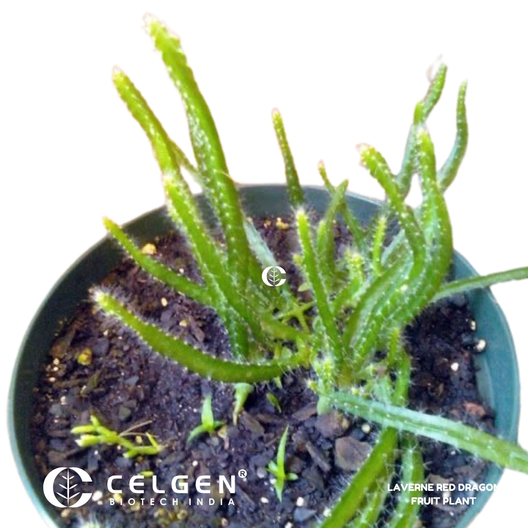 Dragon Fruit - Red Laverne (Flesh Magenta) Tissue Culture Sapling"Hylocereus monacanthus"