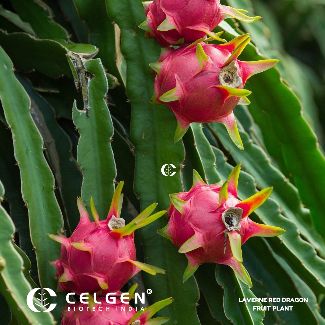 Dragon Fruit - Red Laverne (Flesh Magenta) Tissue Culture Sapling"Hylocereus monacanthus"