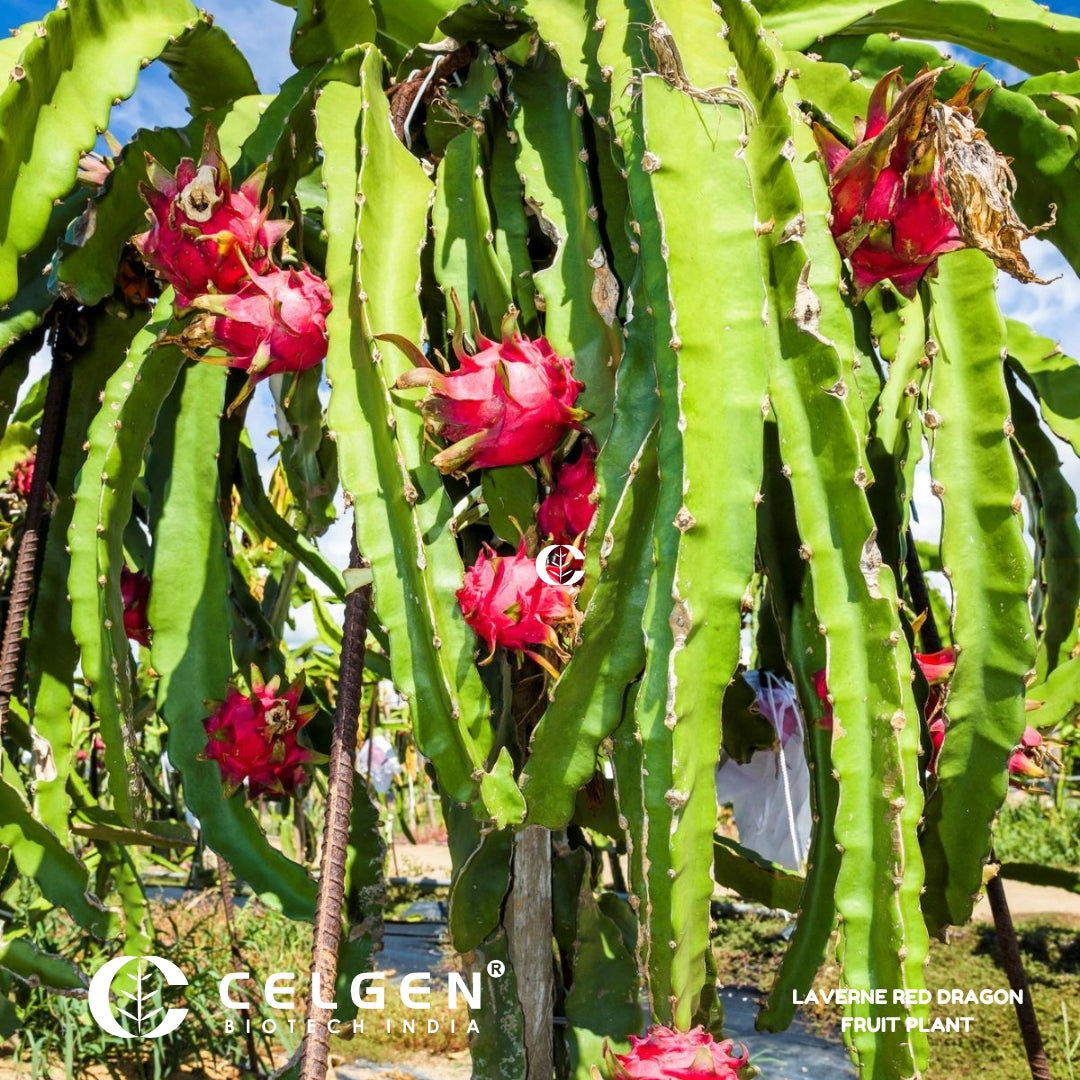 Dragon Fruit - Red Laverne (Flesh Magenta) Tissue Culture Sapling"Hylocereus monacanthus"