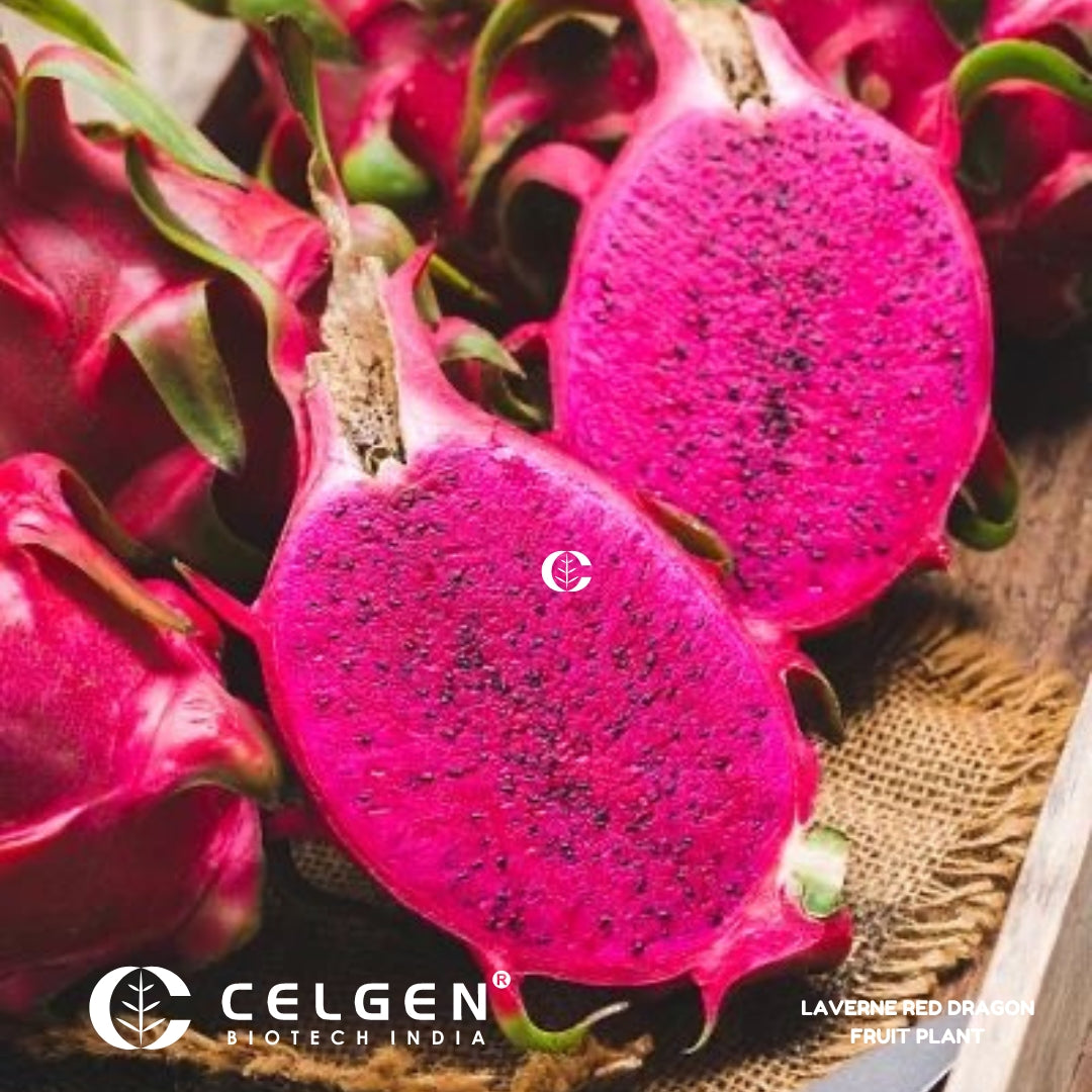 Dragon Fruit - Red Laverne (Flesh Magenta) Tissue Culture Sapling"Hylocereus monacanthus"