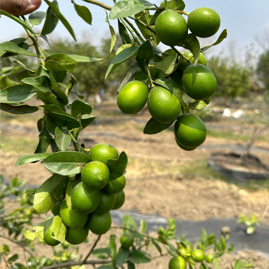 Kumbhkat Lime-Tissue Culture Plants (Citrus x Limon)