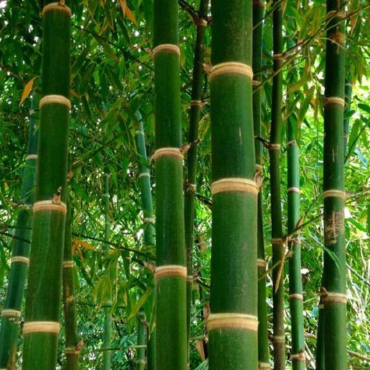 Bambosa Balcooa Tissue Culture Plants"Bambusa Balcooa"