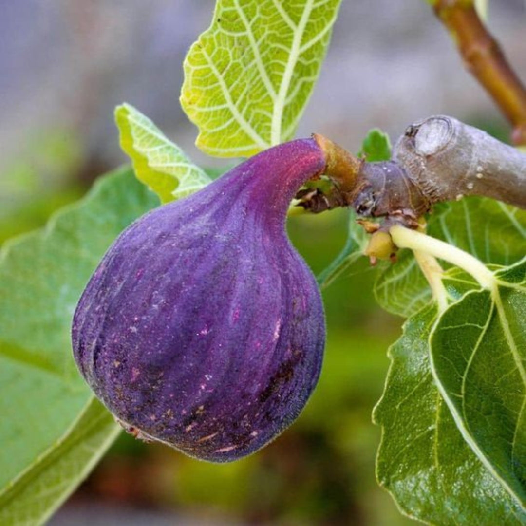 LSU PURPLE Fig Tissue Culture Plants "Ficus carica"