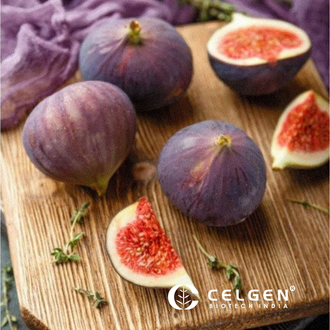 LSU PURPLE Fig Tissue Culture Plants "Ficus carica"