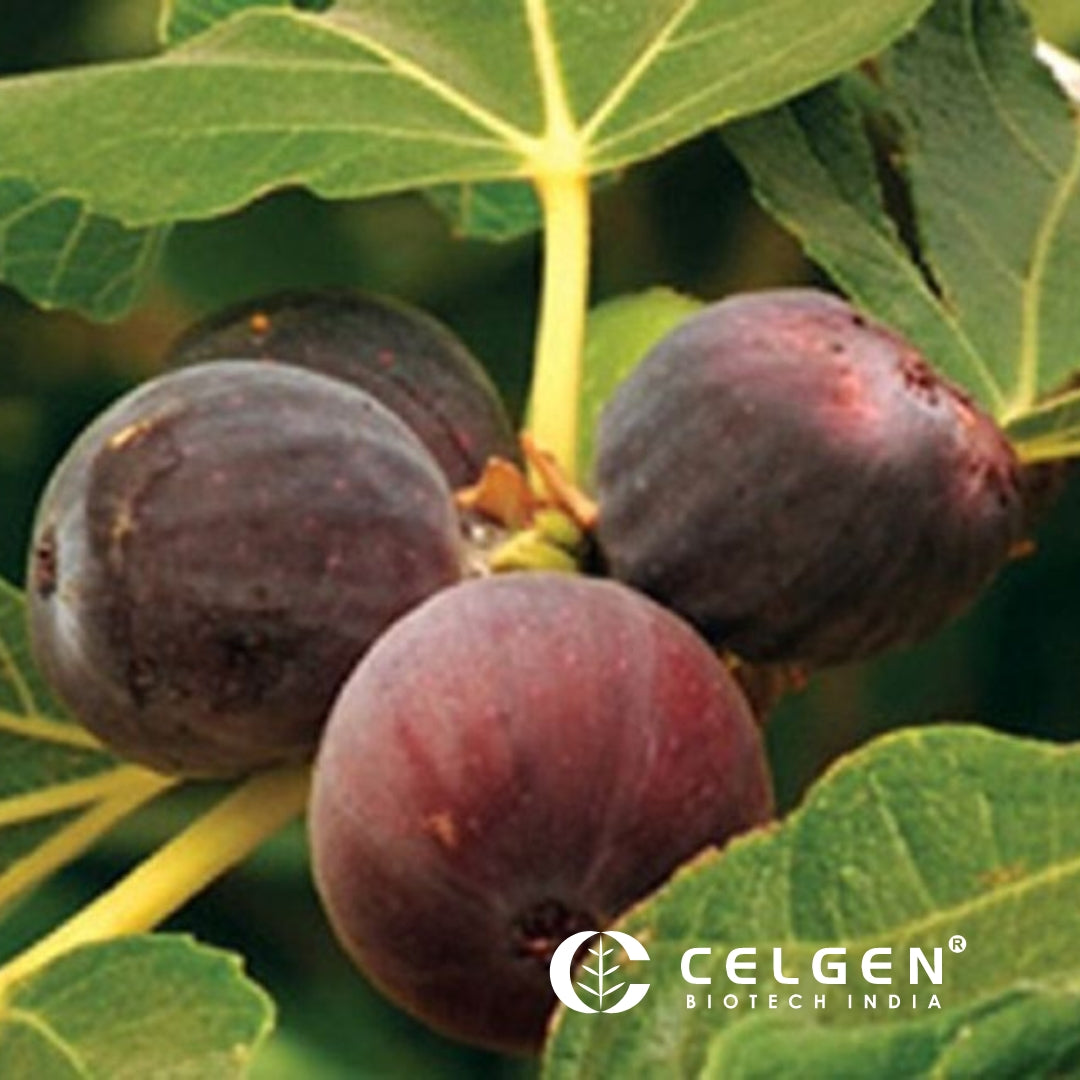LSU PURPLE Fig Tissue Culture Plants "Ficus carica"