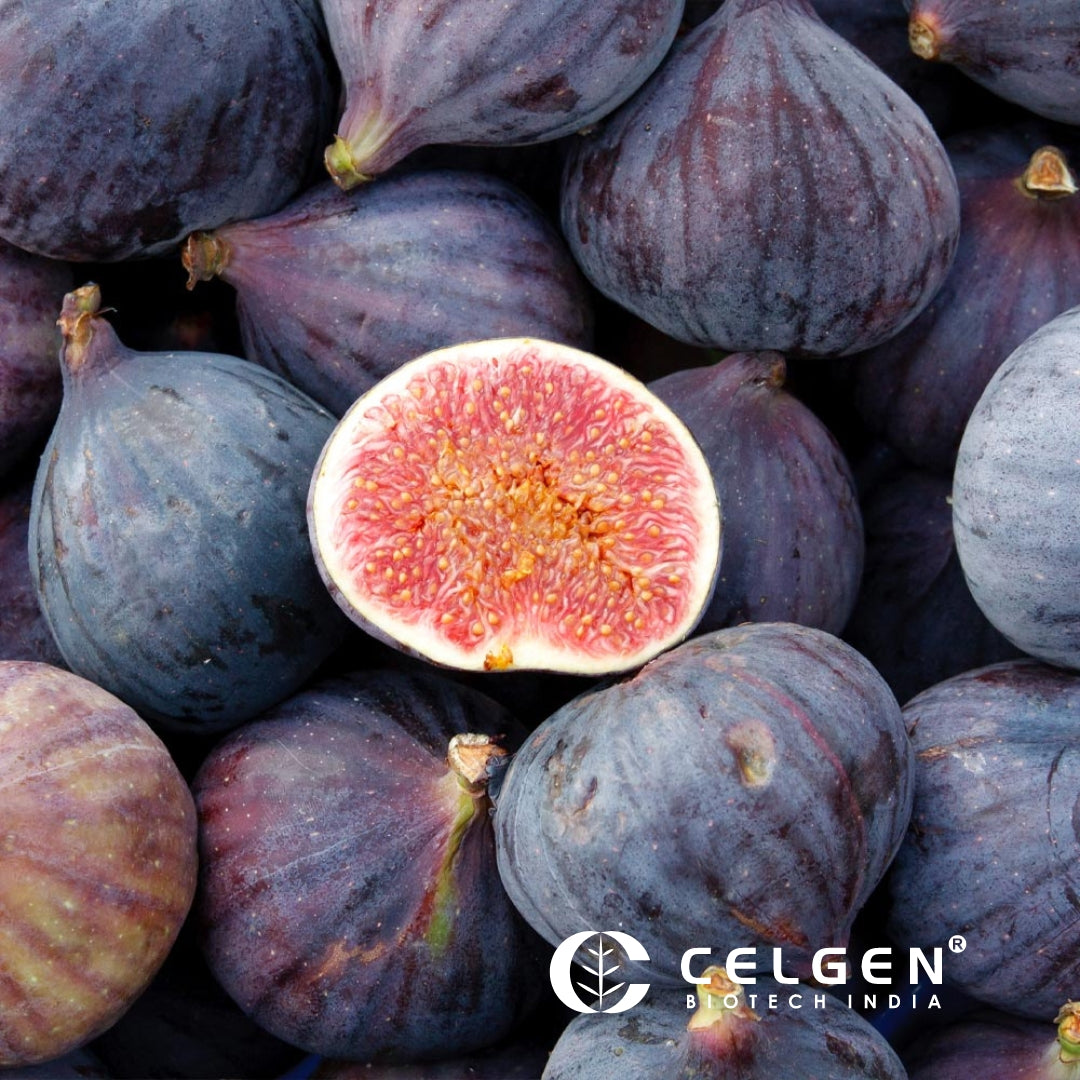 LSU PURPLE Fig Tissue Culture Plants "Ficus carica"