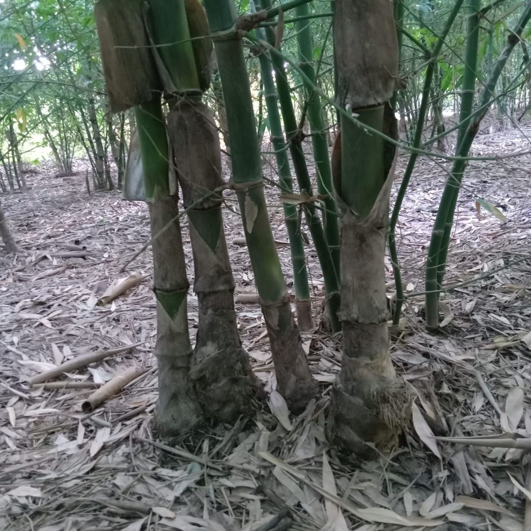 Bambosa Balcooa Tissue Culture Plants"Bambusa Balcooa"