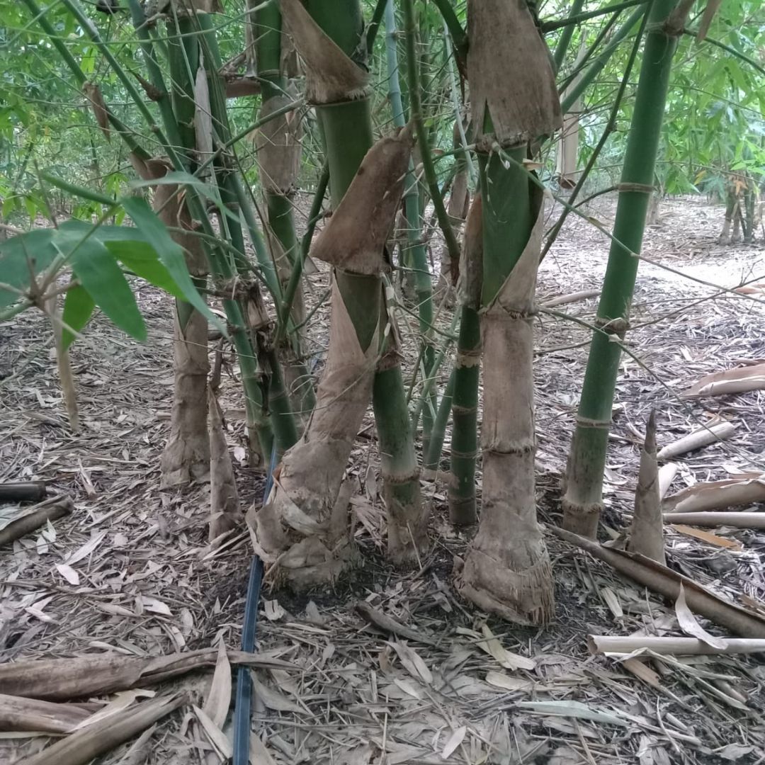 Bambosa Balcooa Tissue Culture Plants"Bambusa Balcooa"