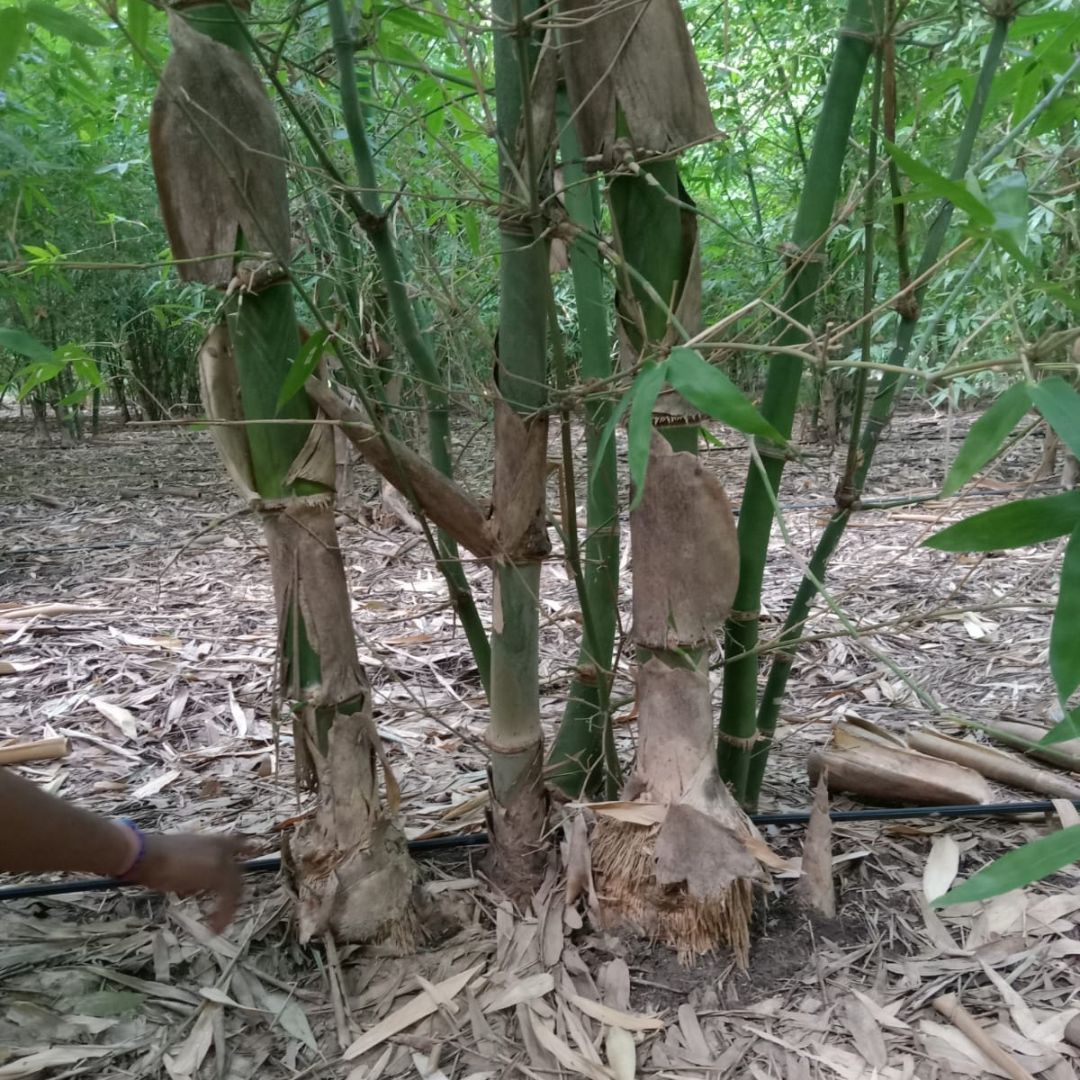 Bambosa Balcooa Tissue Culture Plants"Bambusa Balcooa"