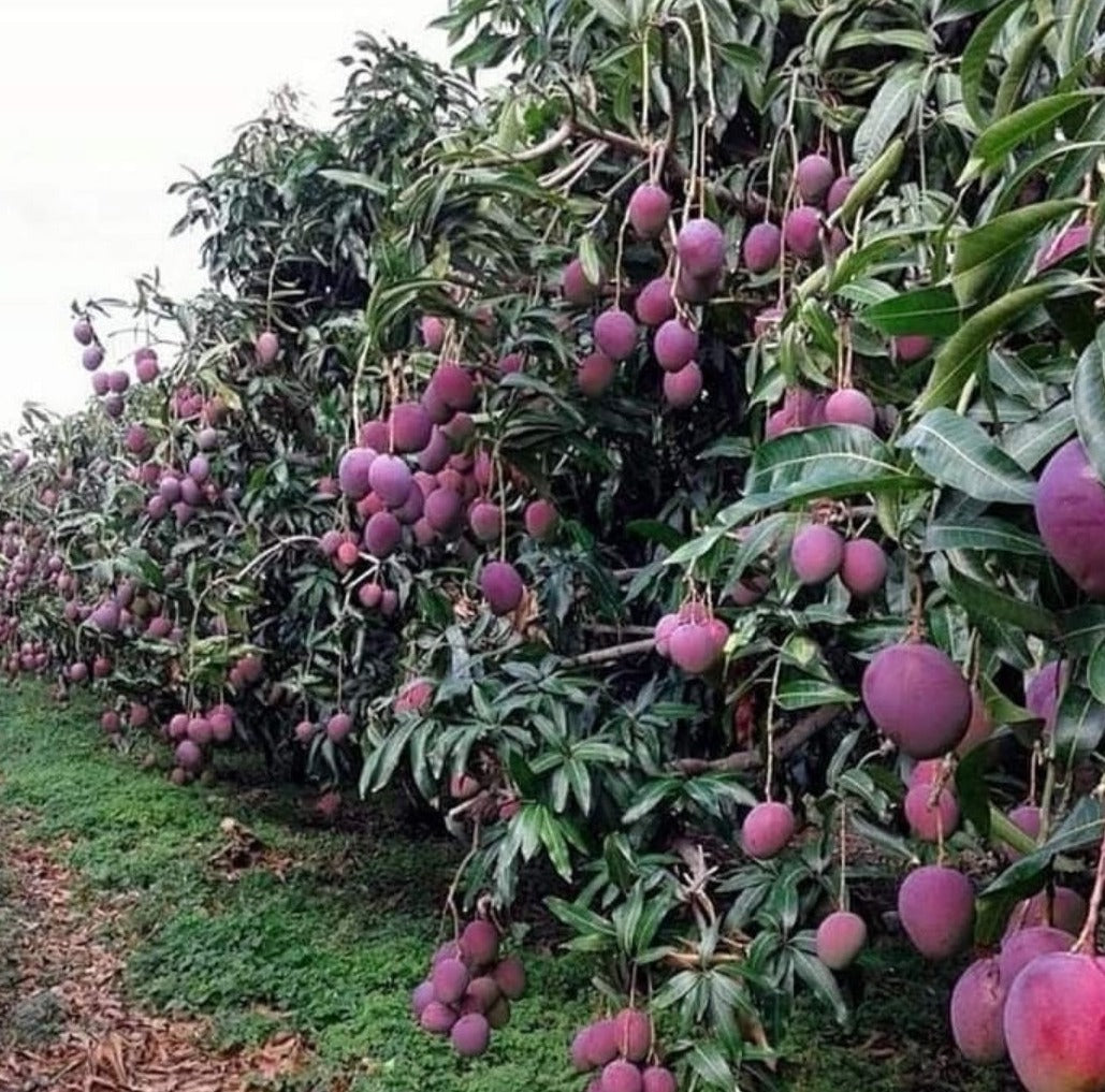 Mango Arunika Grafted Plants"Mangifera indica"