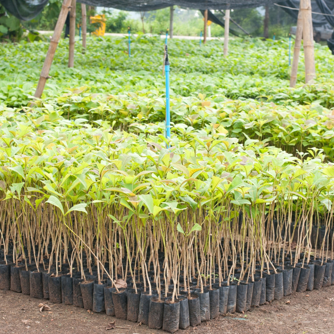Burma Teak Tissue Culture Plant 'Tectona Grandis'