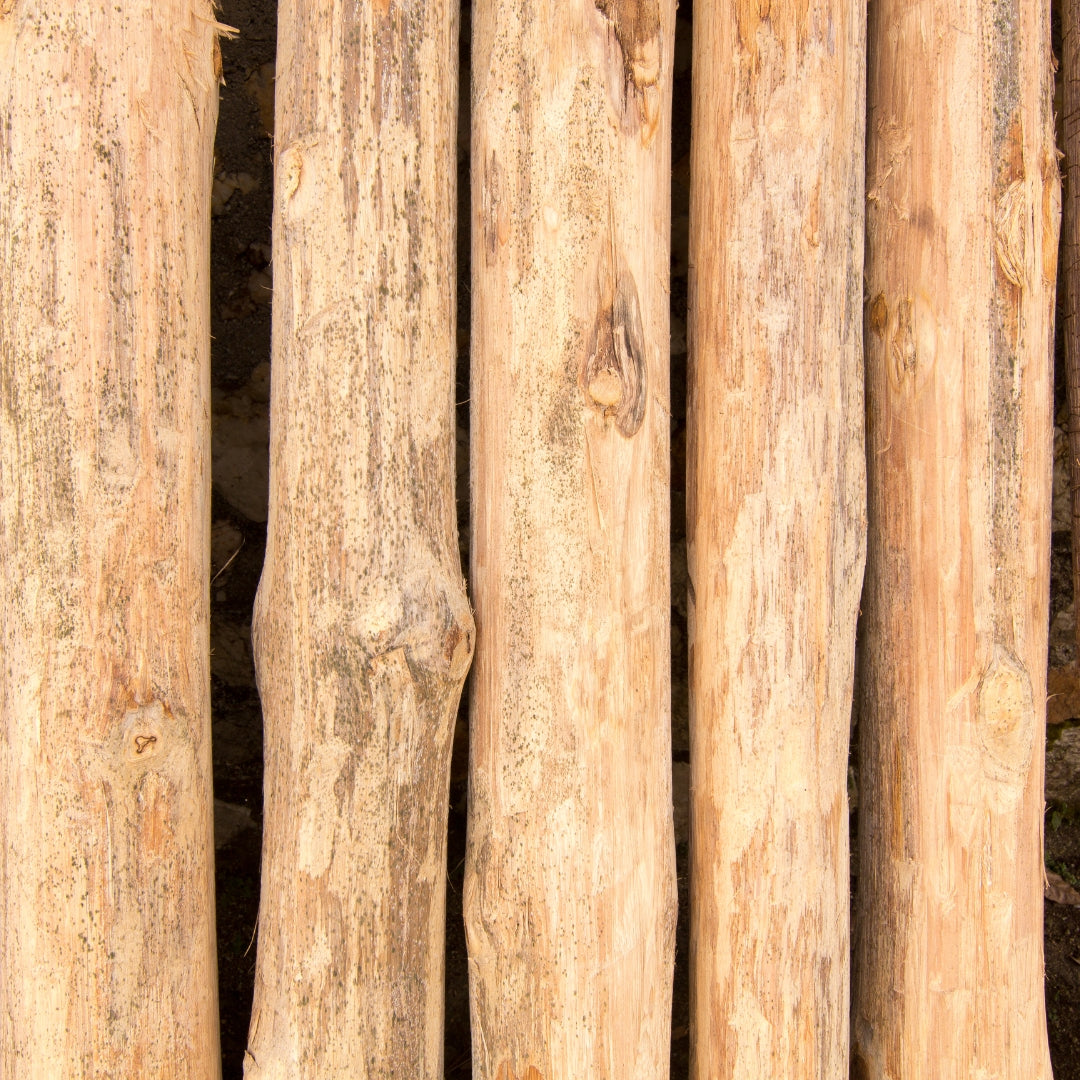 Burma Teak Tissue Culture Plant  'Tectona Grandis'