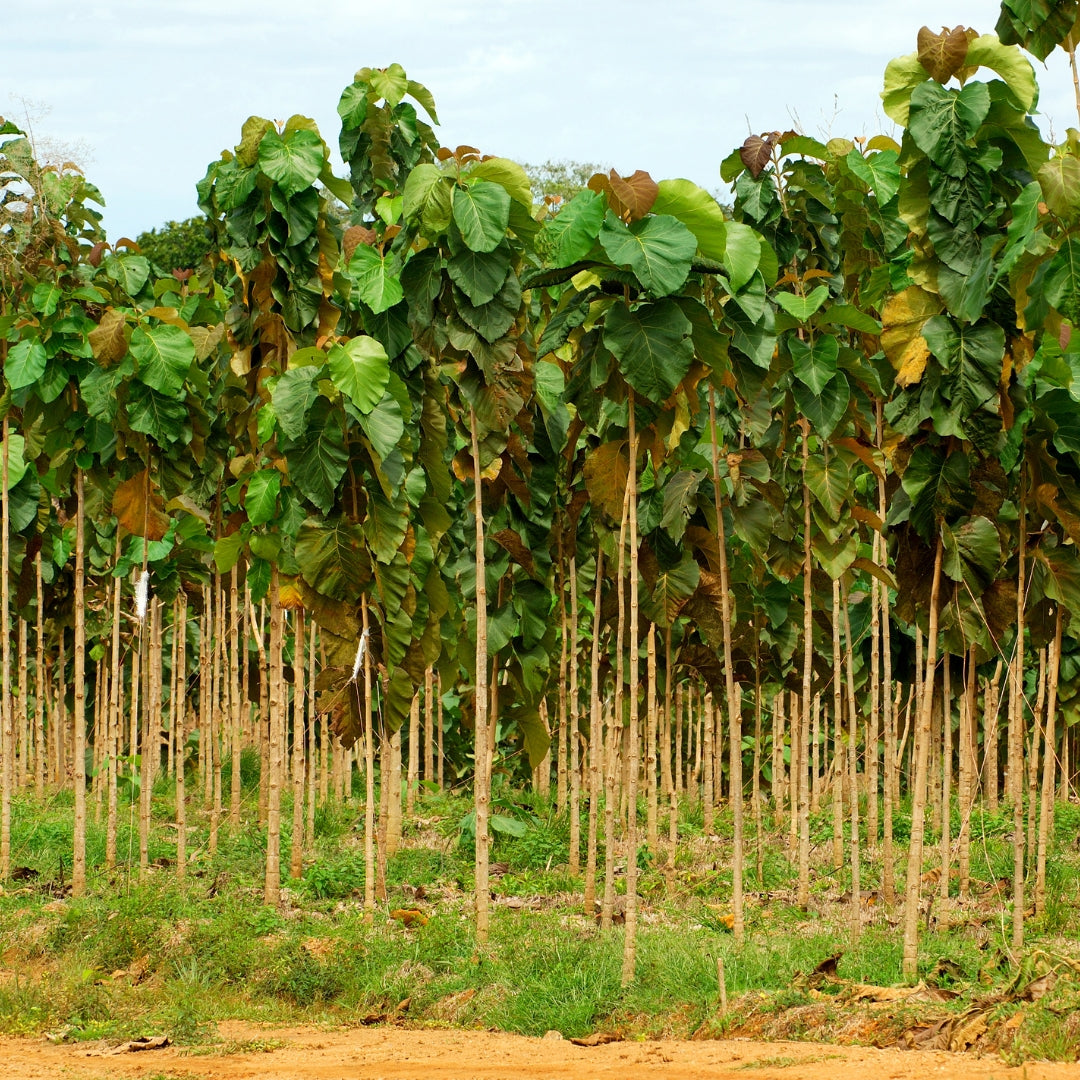 Burma Teak Tissue Culture Plant 'Tectona Grandis'