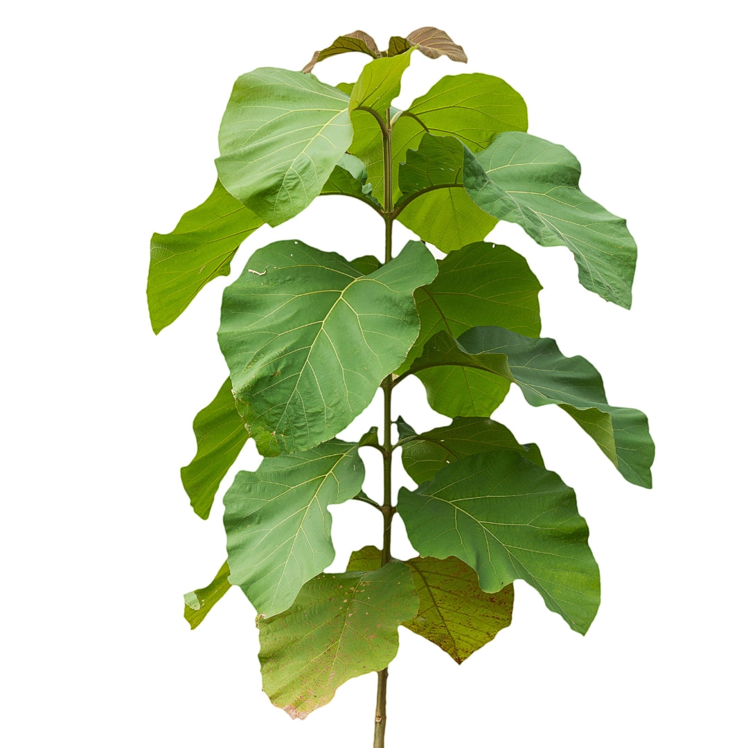 Burma Teak Tissue Culture Plant  'Tectona Grandis'