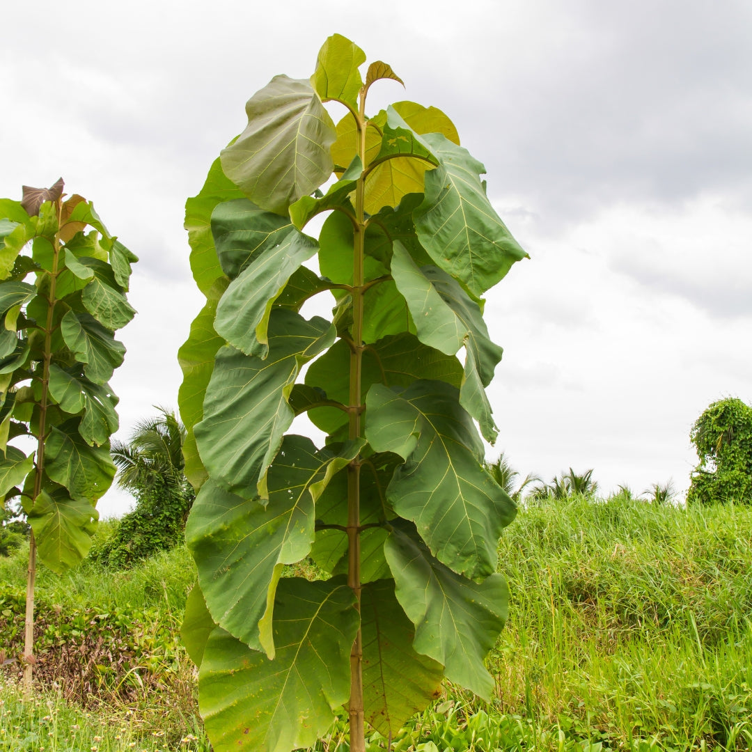 Burma Teak Tissue Culture Plant 'Tectona Grandis'