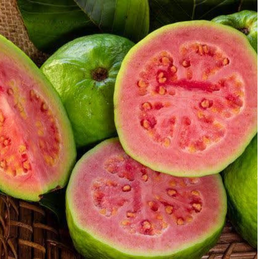 Guava CISH-LALIT Tissue Culture Plants"Psidium Guajava"
