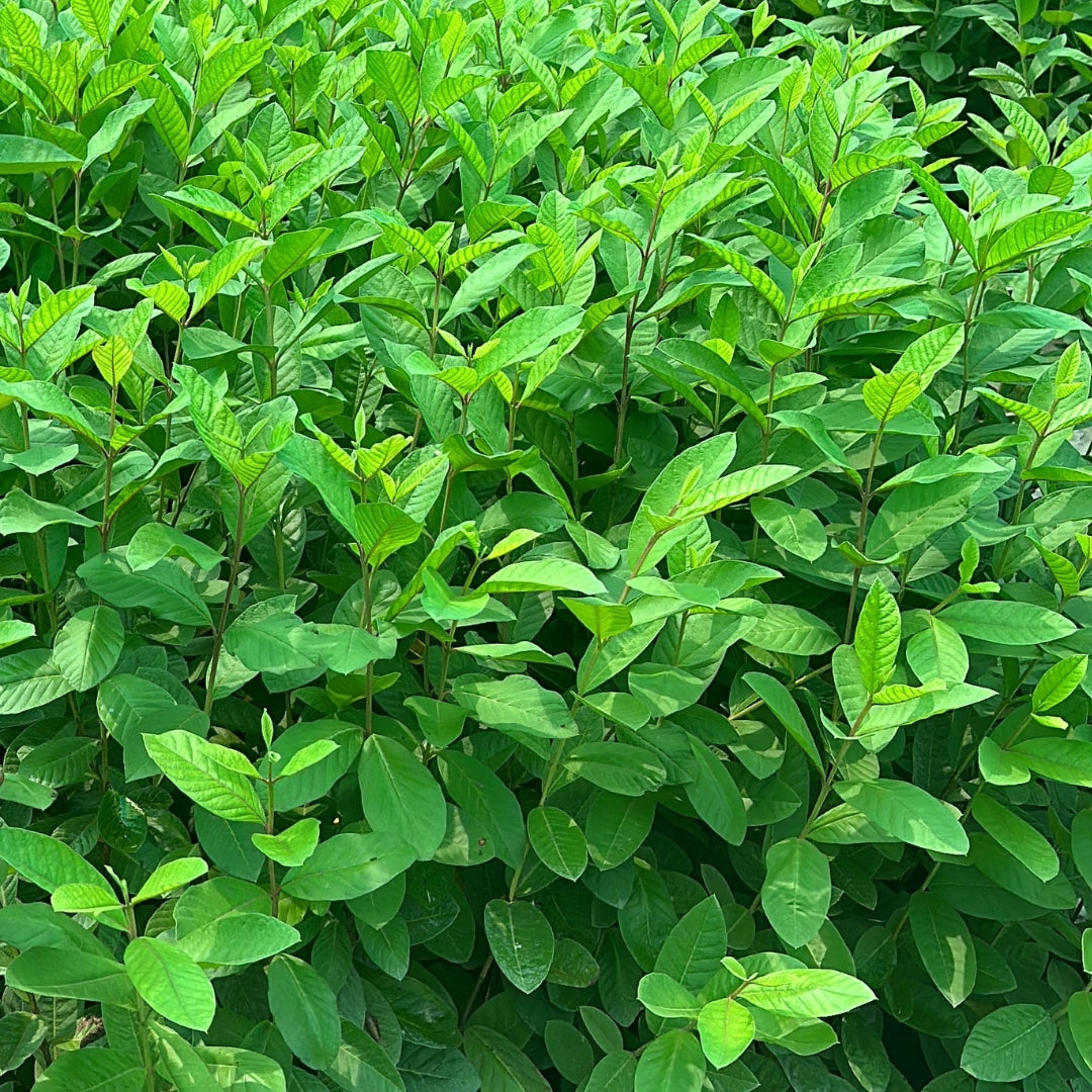 Guava CISH-LALIT Tissue Culture Plants"Psidium Guajava"