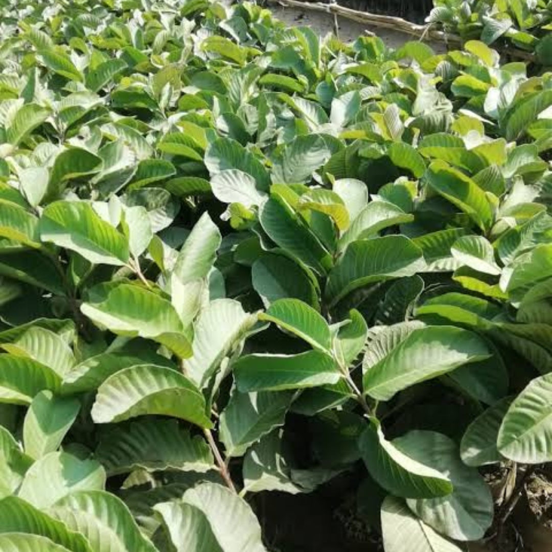 Guava L-49  Tissue Culture Plants"Psidium Guajava"