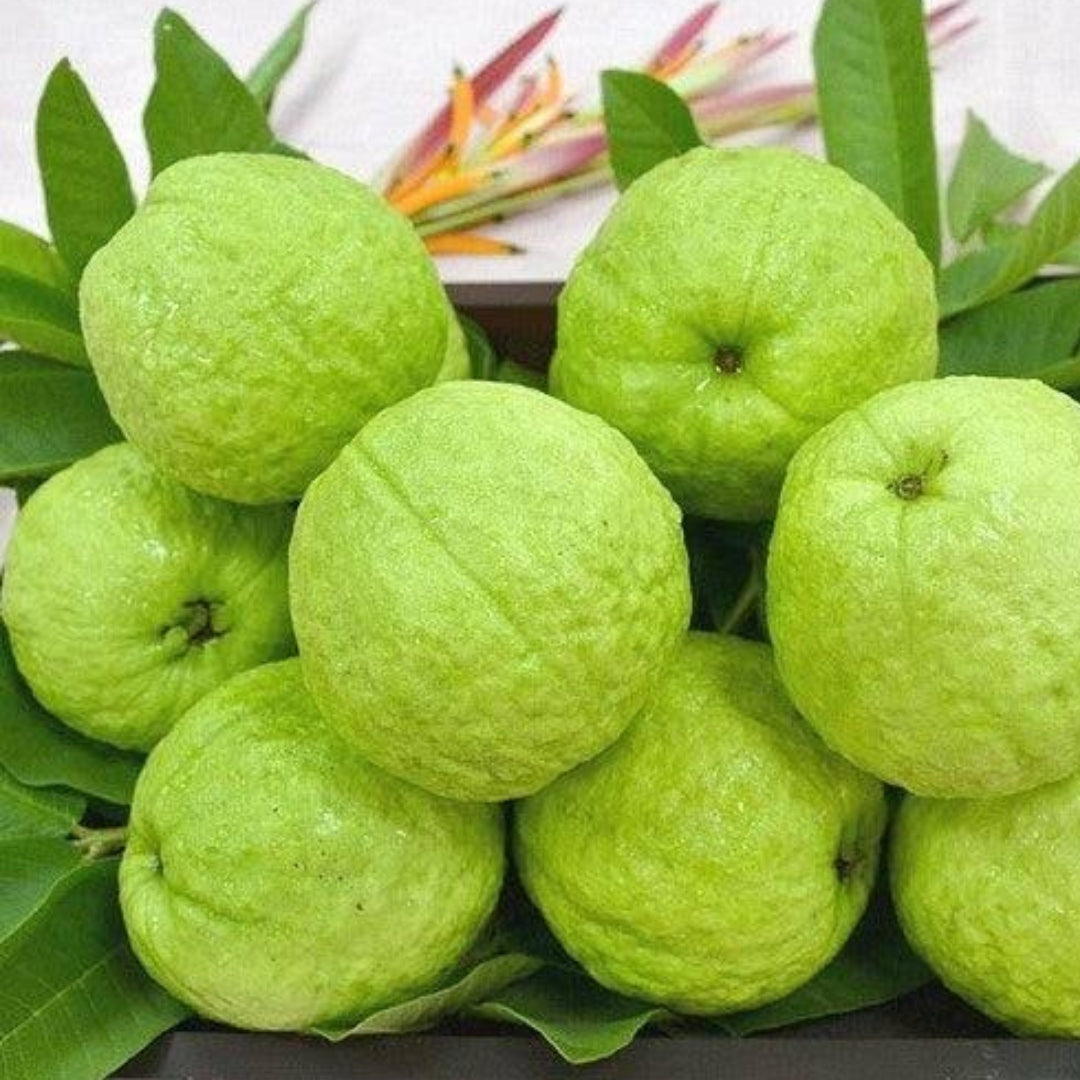 Guava Allahabadi Safeda Tissue Culture Plants"Psidium Guajava"