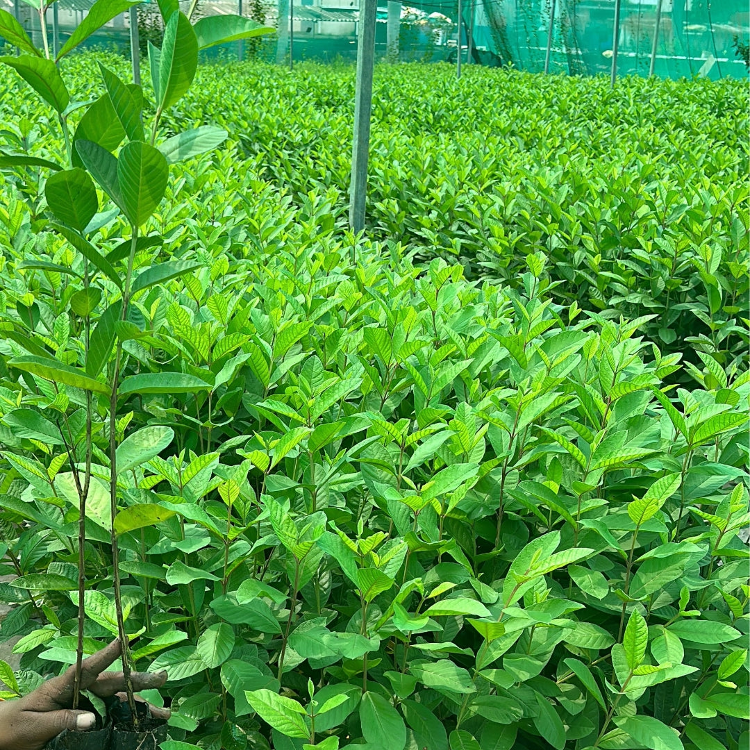 Guava Allahabadi Safeda Tissue Culture Plants"Psidium Guajava"