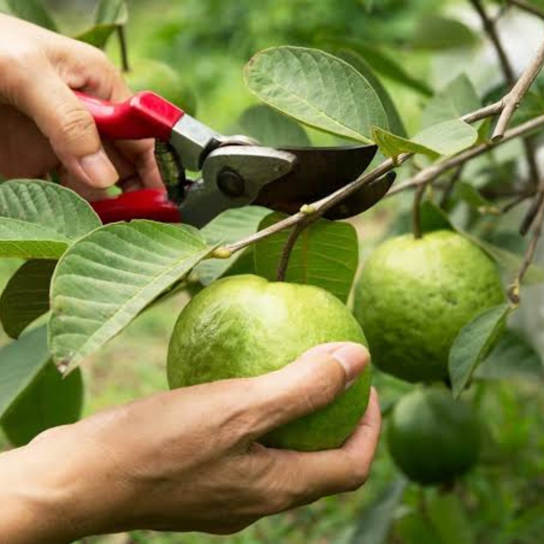 Guava CISH-Shweta Tissue Culture Plants"Psidium Guajava"
