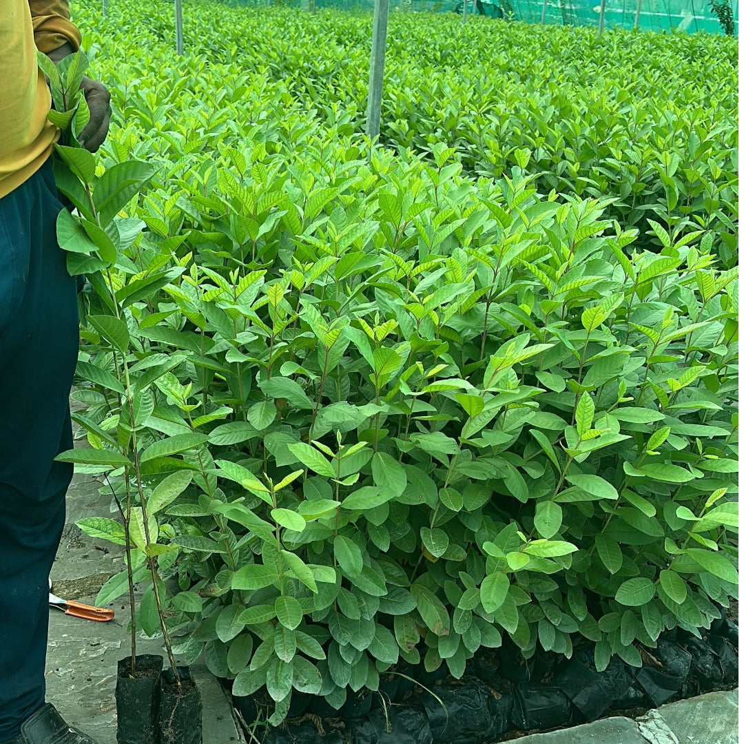 Guava CISH-Shweta Tissue Culture Plants"Psidium Guajava"