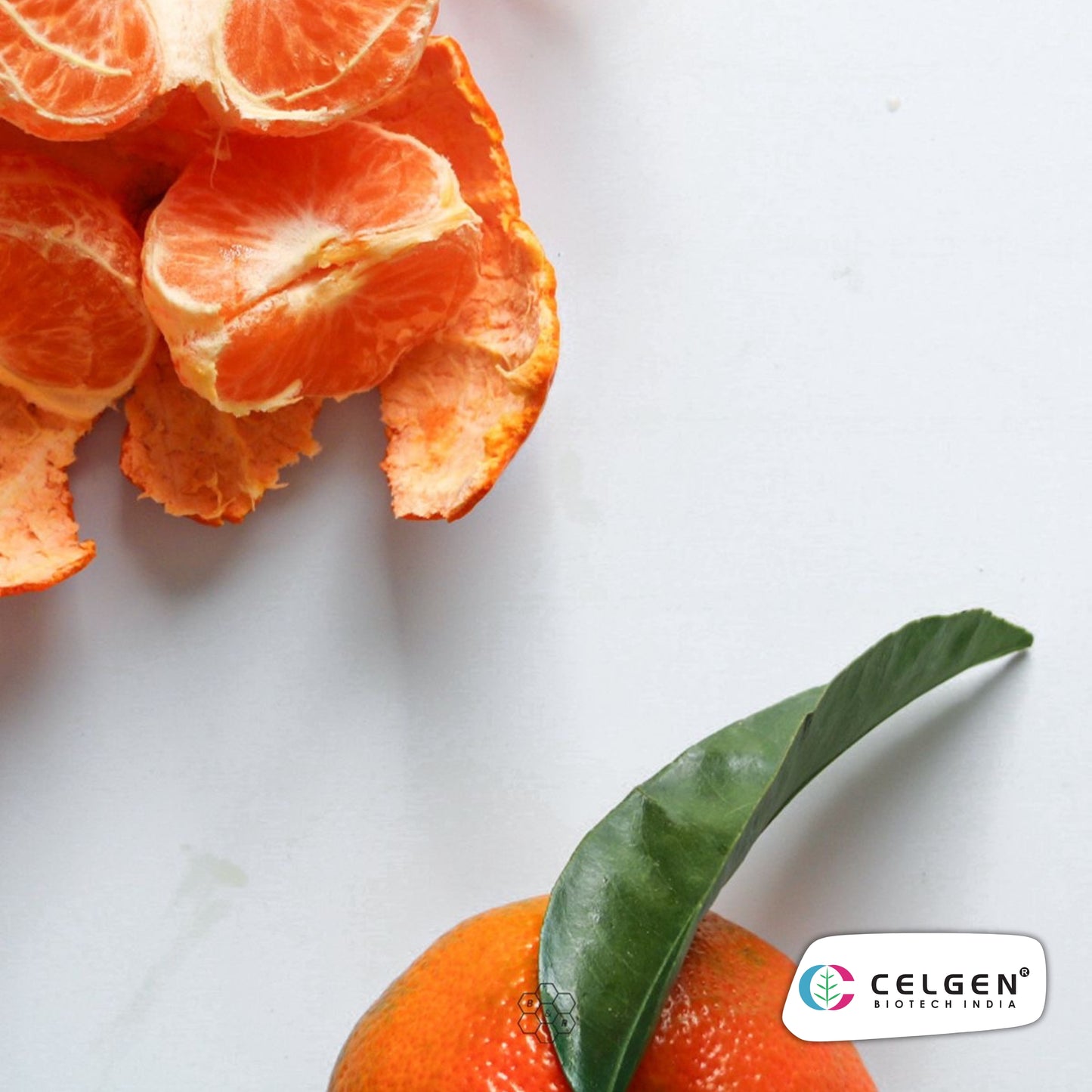 Nagpur Mandarin NM-4 Seedless Plant | Citrus reticulata | CELGEN