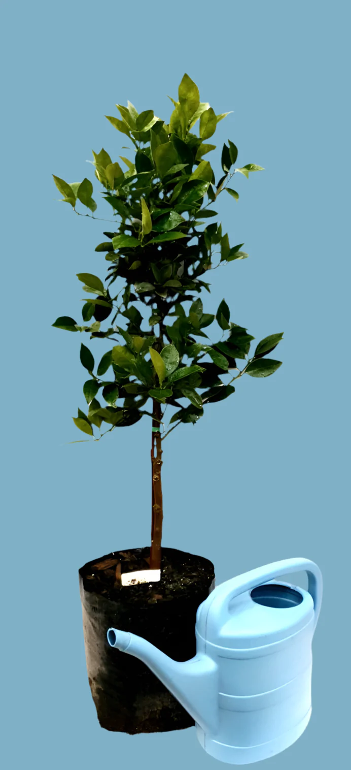 Palmer Navel Orange Tree- Citrus sinensis 'Osbeck'