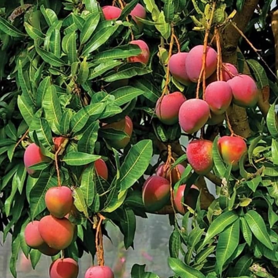 Mango Ambika  Grafted Plants"Mangifera indica"