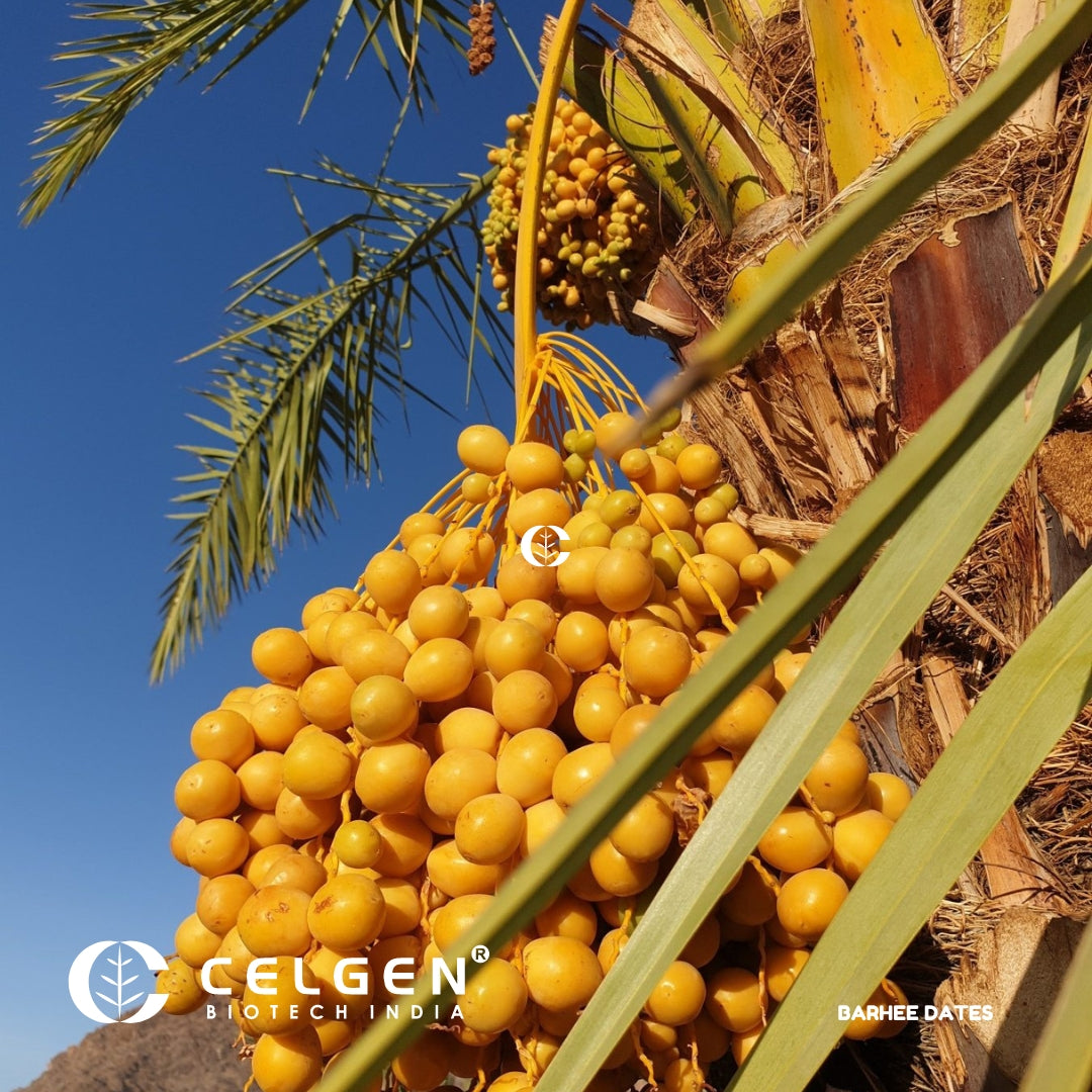 Barhee Dates Tissue Culture Sapling " Phoenix Dactylifera"