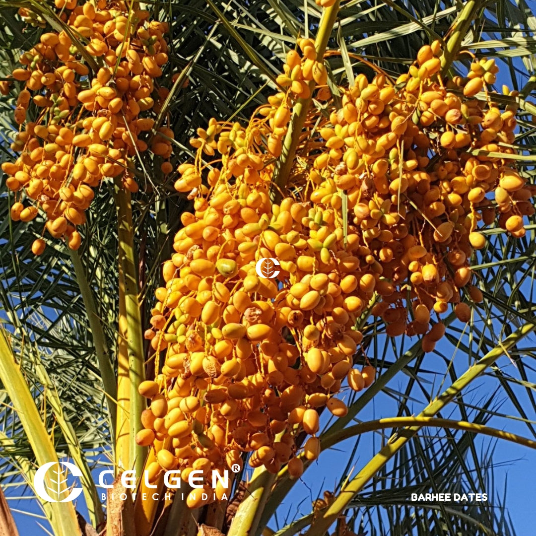 Barhee Dates Tissue Culture Sapling " Phoenix Dactylifera"
