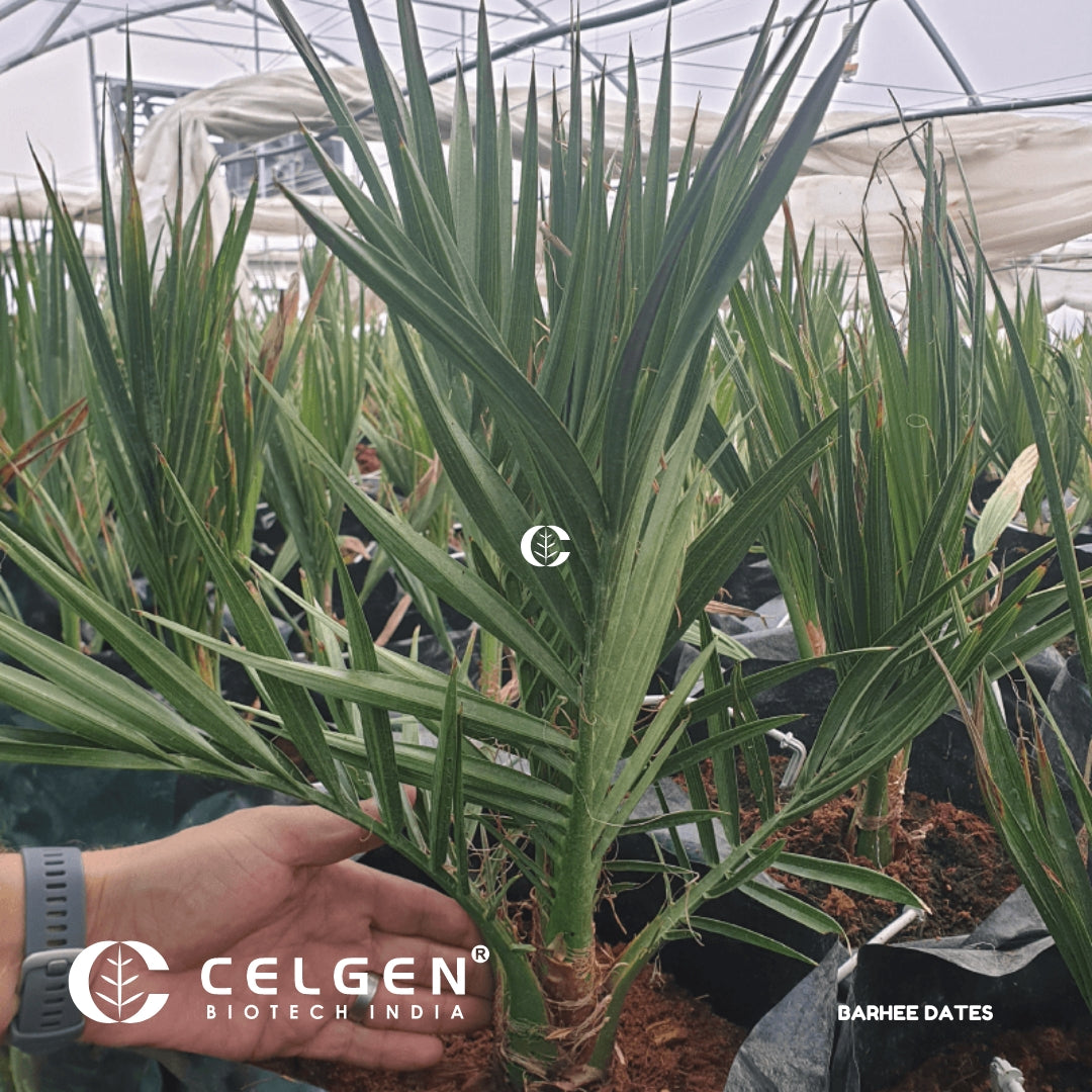 Barhee Dates Tissue Culture Sapling " Phoenix Dactylifera"