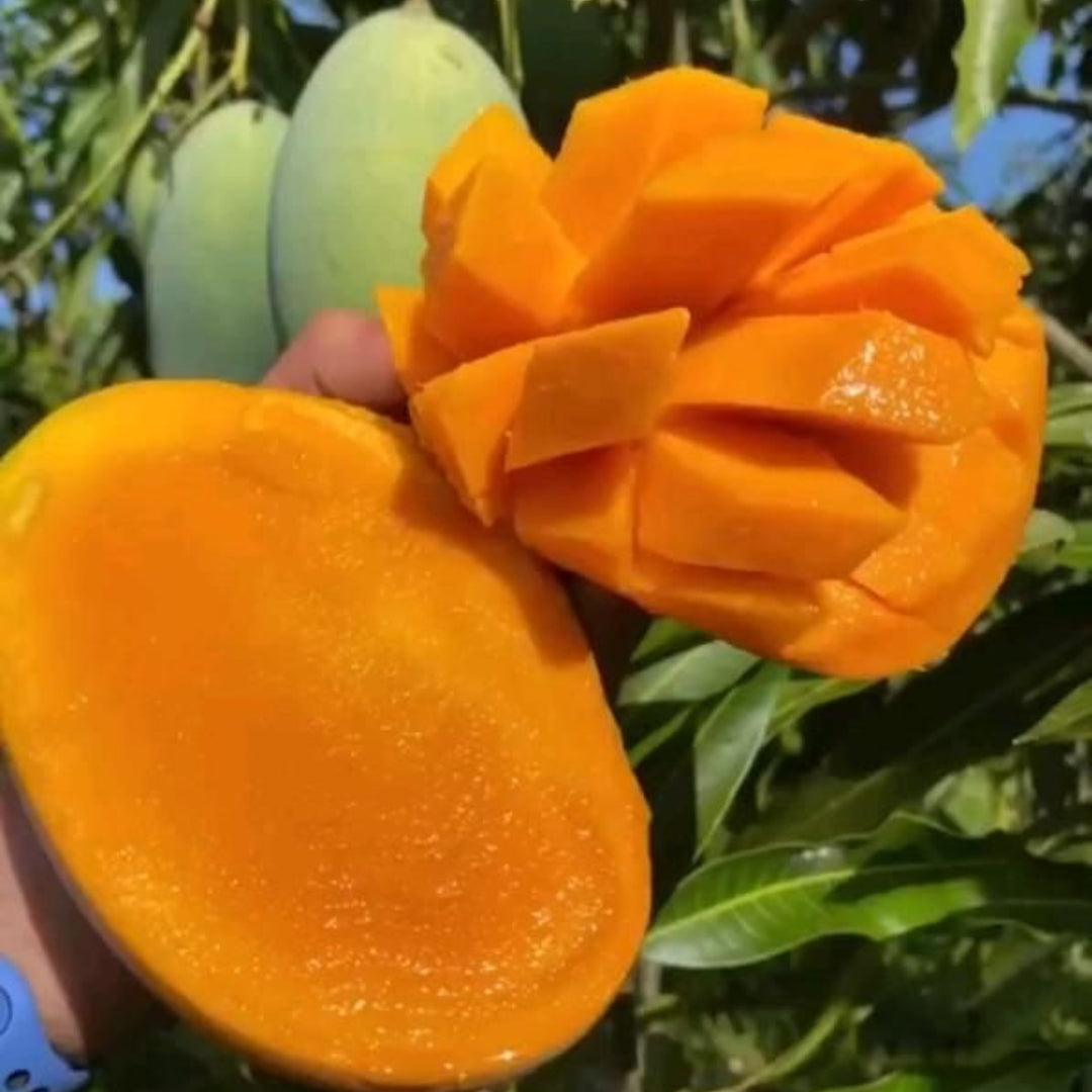 Mango Amrapali Grafted Plants"Mangifera indica"