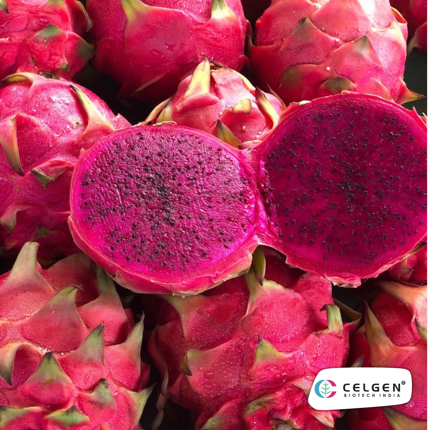 Jumbo Red Dragon Fruit Plant | CELGEN