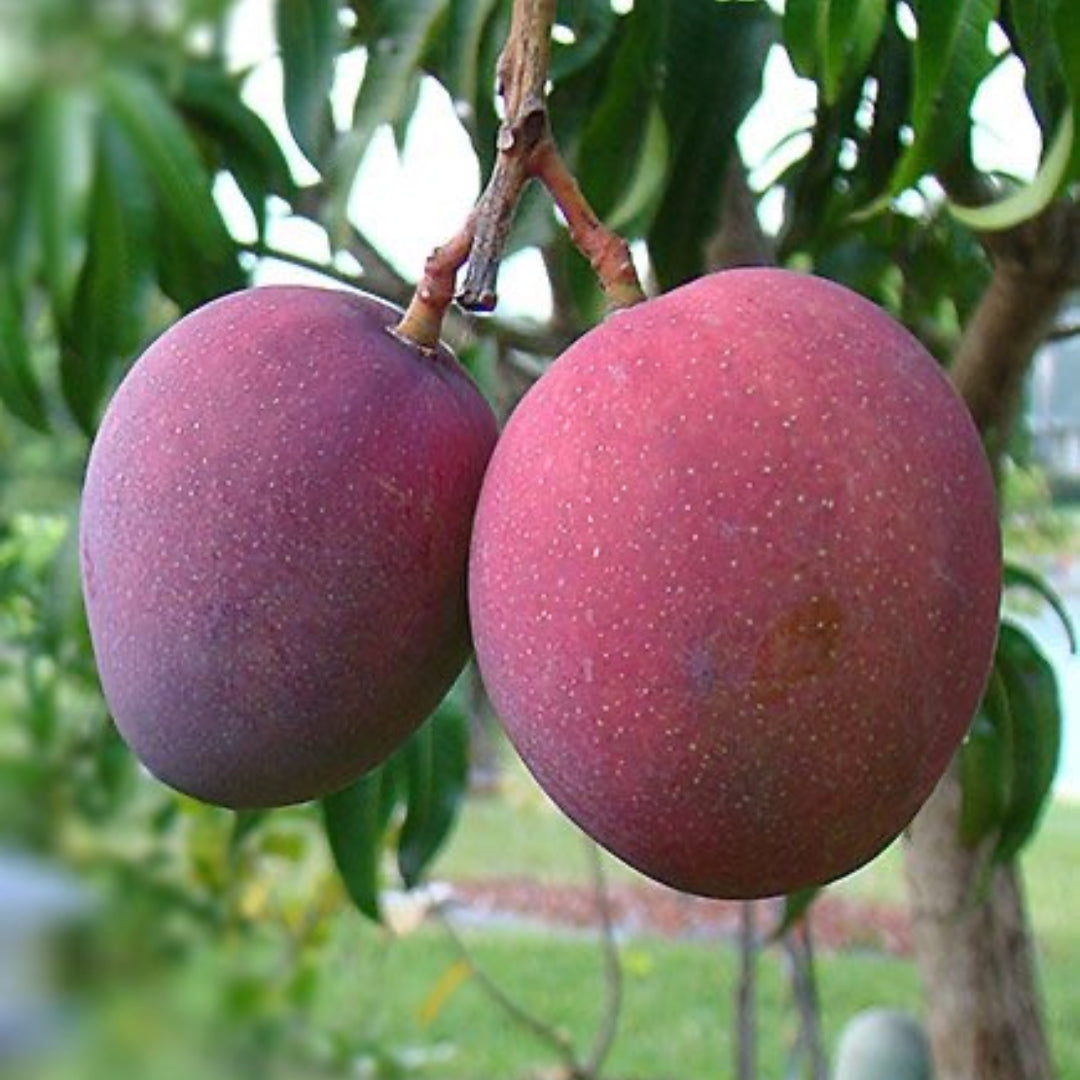 Mango Arunika Grafted Plants"Mangifera indica"