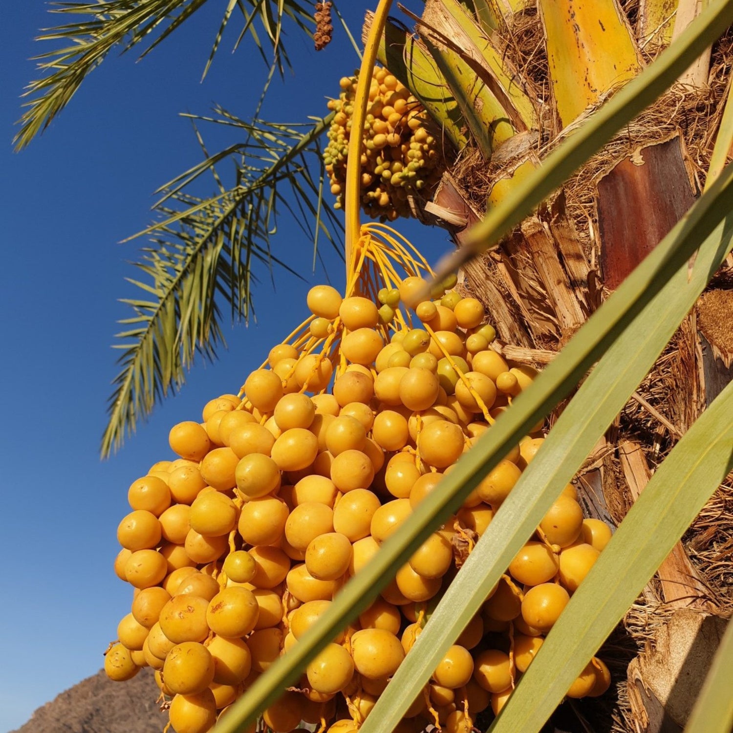 Barhee Dates