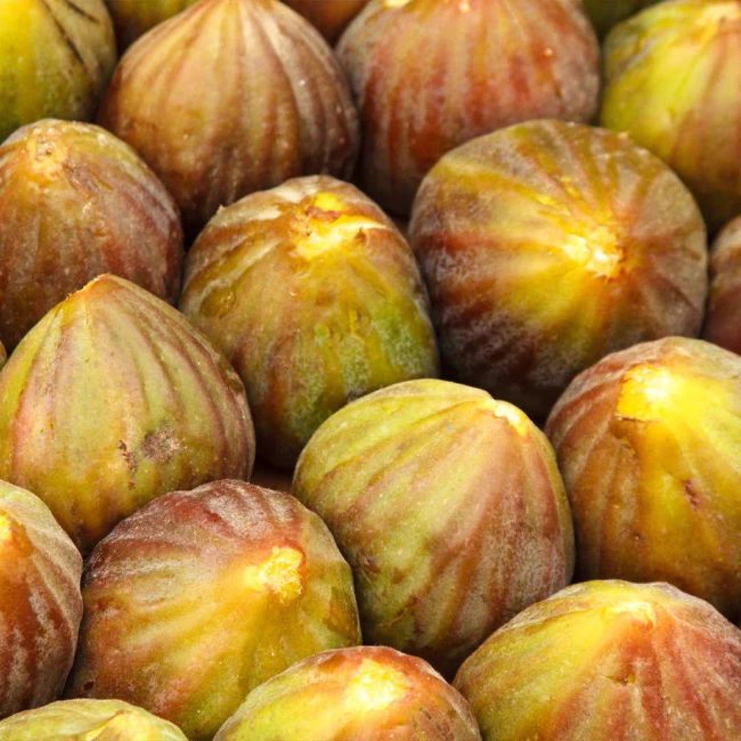 Brown Turkey Fig Tissue Culture Plant"Ficus carica"