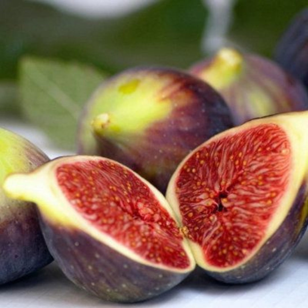 Brown Turkey Fig Tissue Culture Plant"Ficus carica"