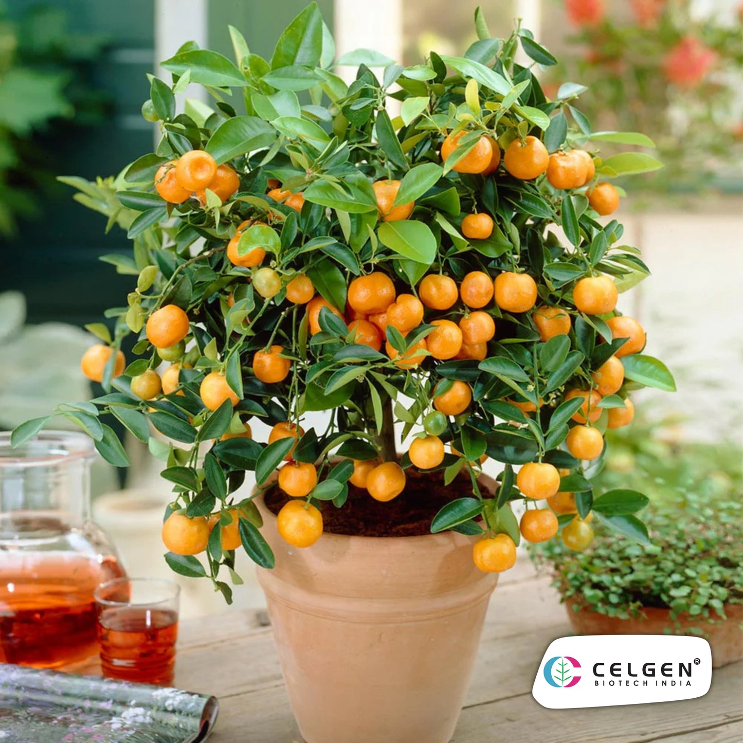 Calamondin Orange Plant (Calamansi) | Dwarf Citrus for Pots | CELGEN