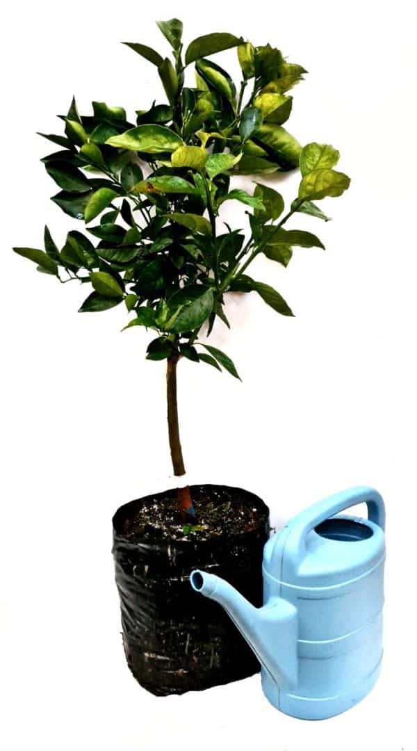 Midknight Valencia Orange Tree "Citrus Sinensis"