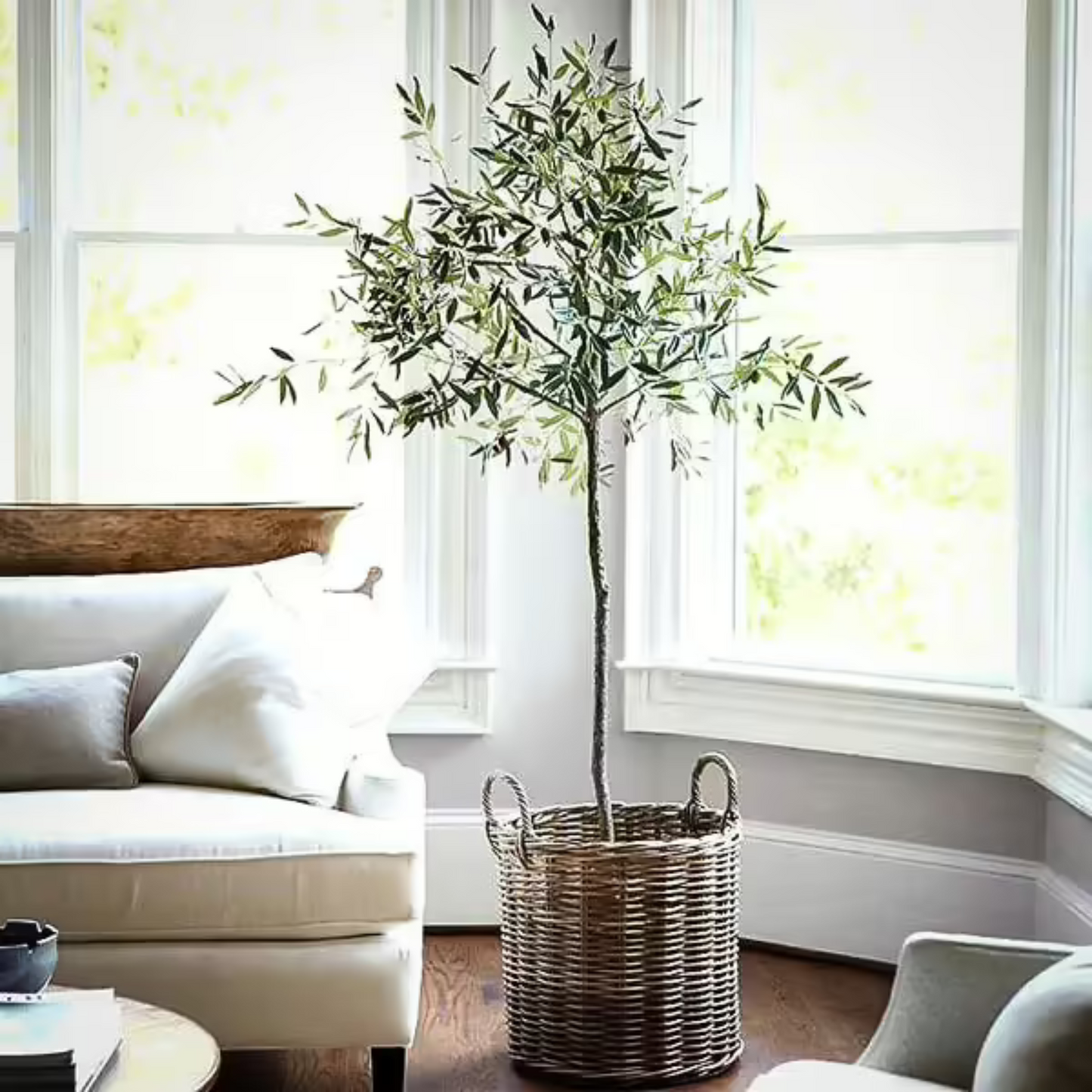 Arbequina Olive